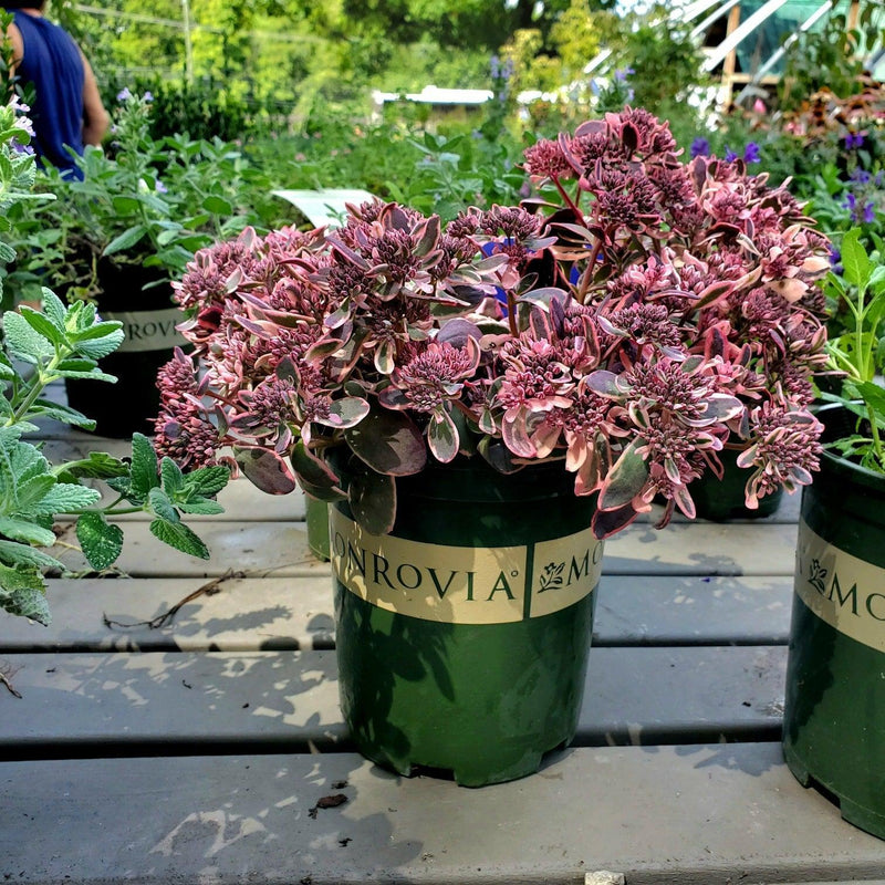 Sedum ‘Dream Dazzler’ PP31,227 ~ SunSparkler® Dream Dazzler Sedum