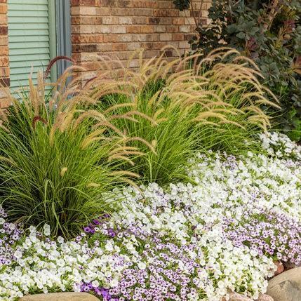 Pennisetum setaceum  'Sky Rocket' PP21,497 ~ Graceful Grasses® Sky Rocket Fountain Grass