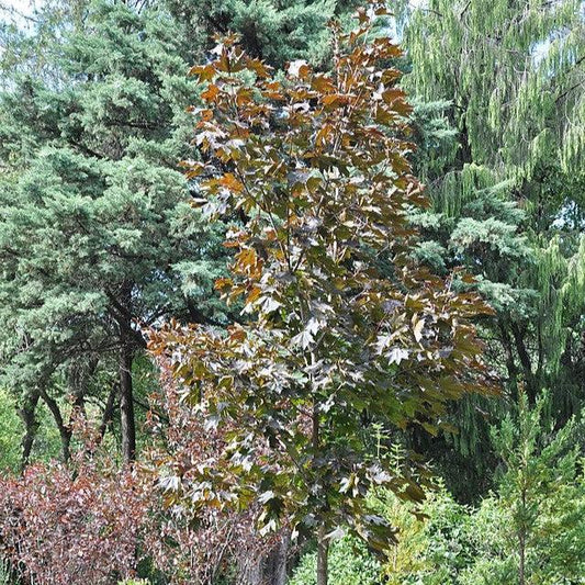Acer platanoides 'Royal Red' ~ Royal Red Norway Maple