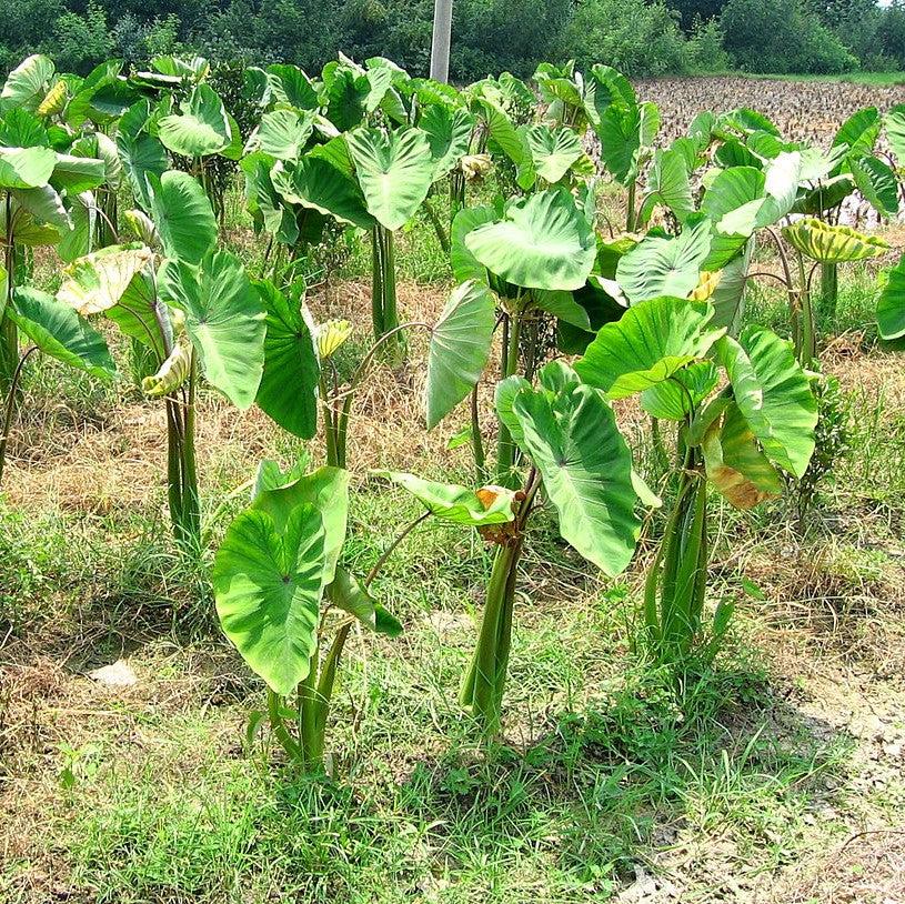 Colocasia esculenta ~ Elephant Ear
