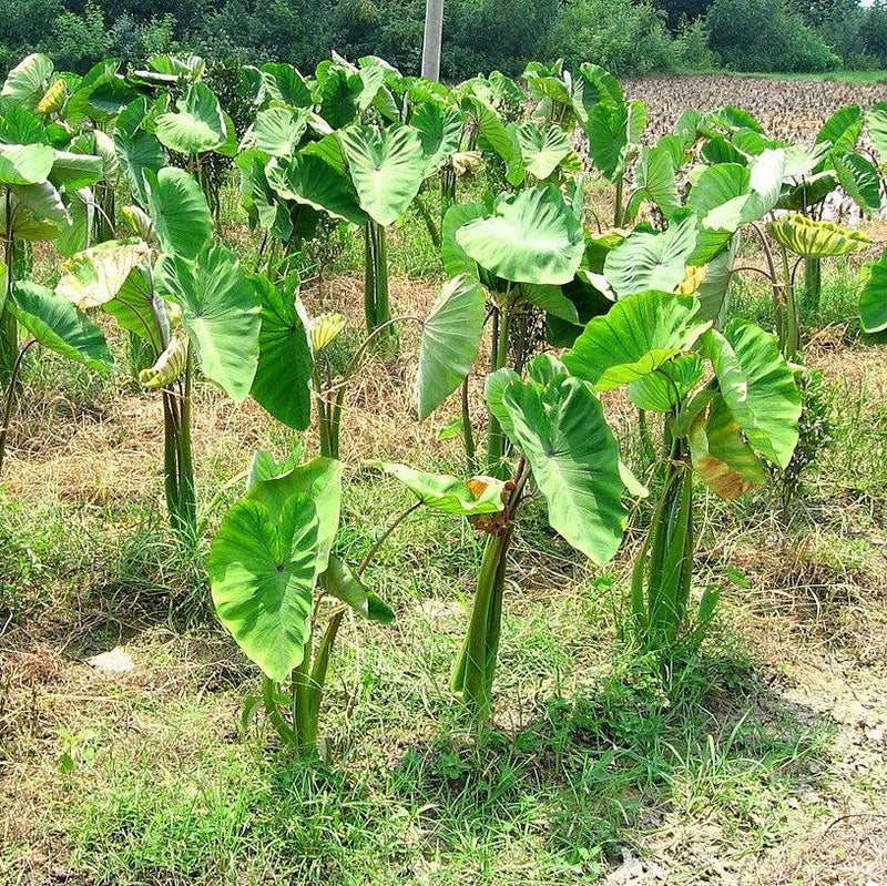 Colocasia esculenta ~ Elephant Ear