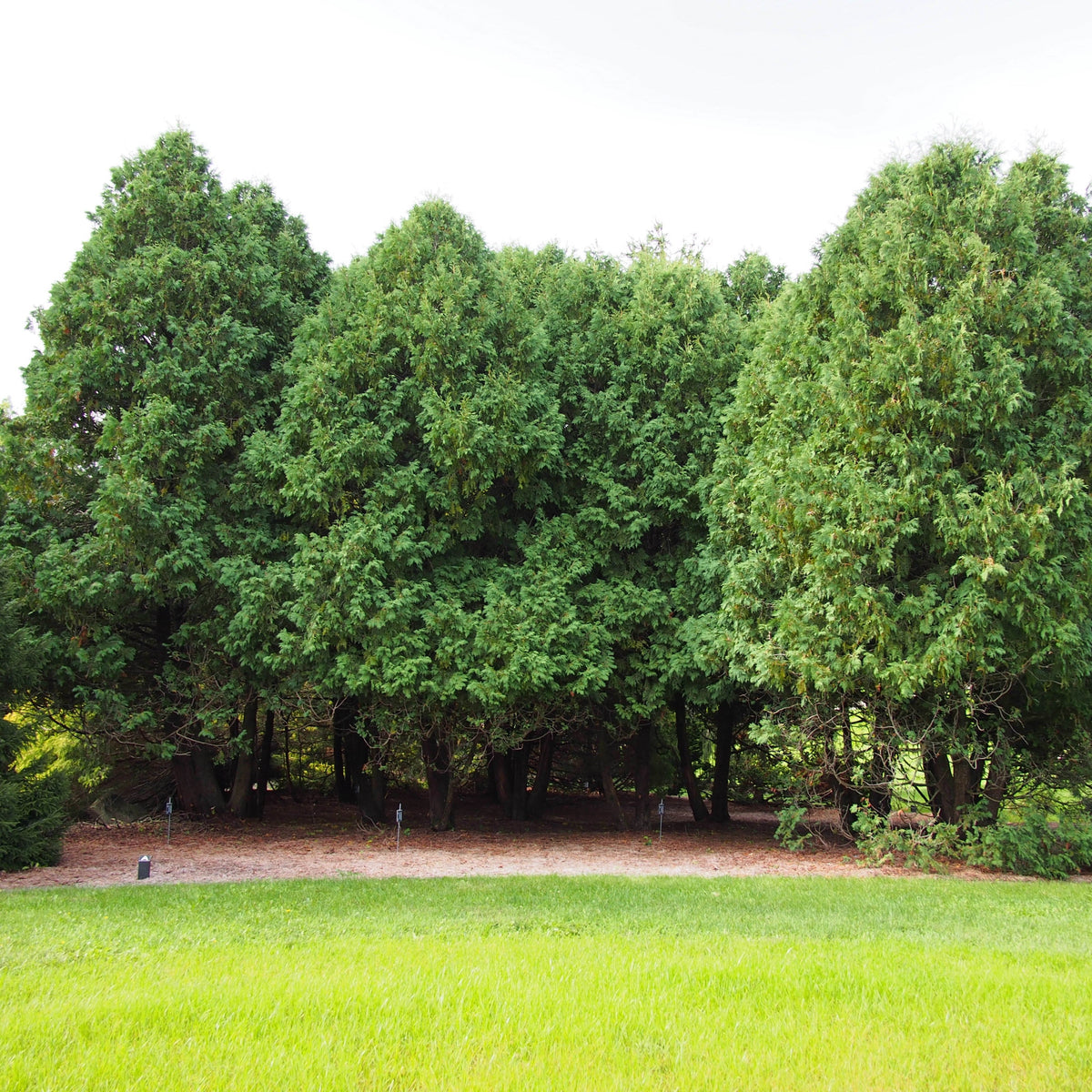 Thuja occidentalis 'Nigra' ~ Dark Green Arborvitae