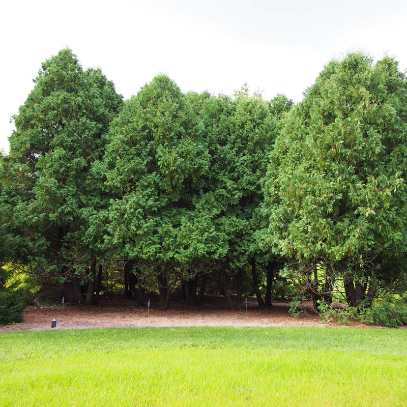 Thuja occidentalis 'Nigra' ~ Dark Green Arborvitae