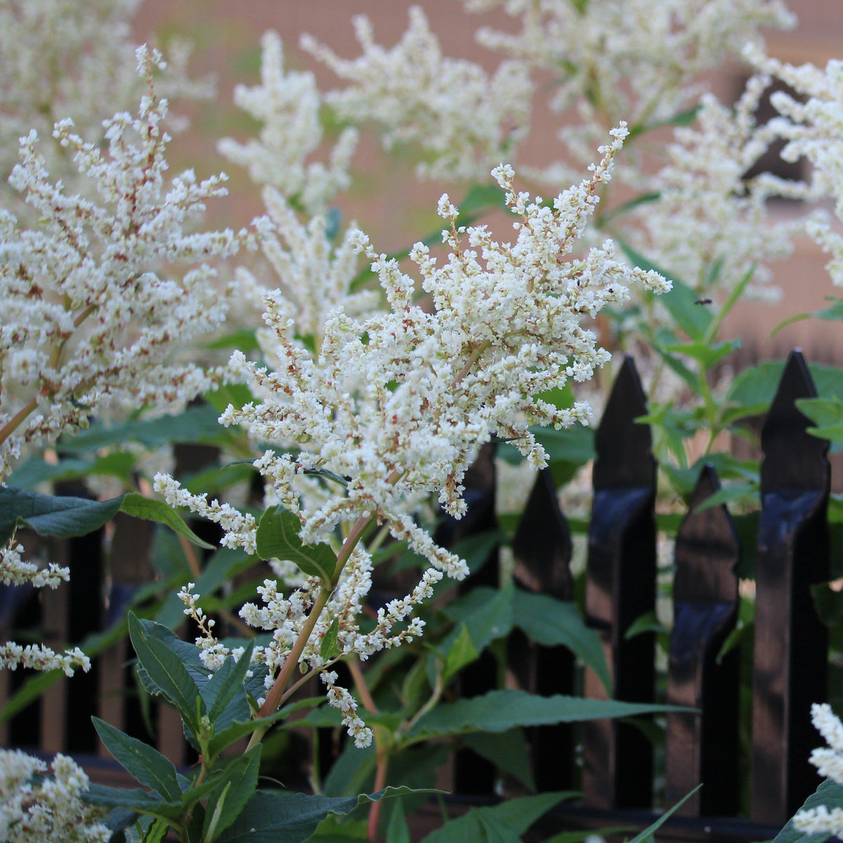 Astilbe x arendsii 'Bridal Veil' ~ Bridal Veil Astilbe