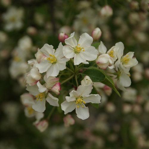 Malus x 'Lollizam' ~ PW® Lollipop® Crabapple