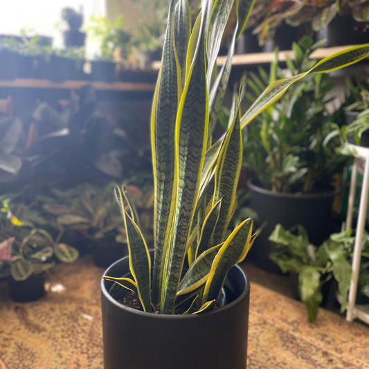 Sansevieria laurentii ~ Snake Plant Laurentii