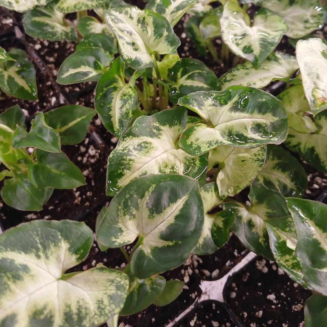 Syngonium podophyllum 'Pixie' ~ Pixie White Arrowhead Vine