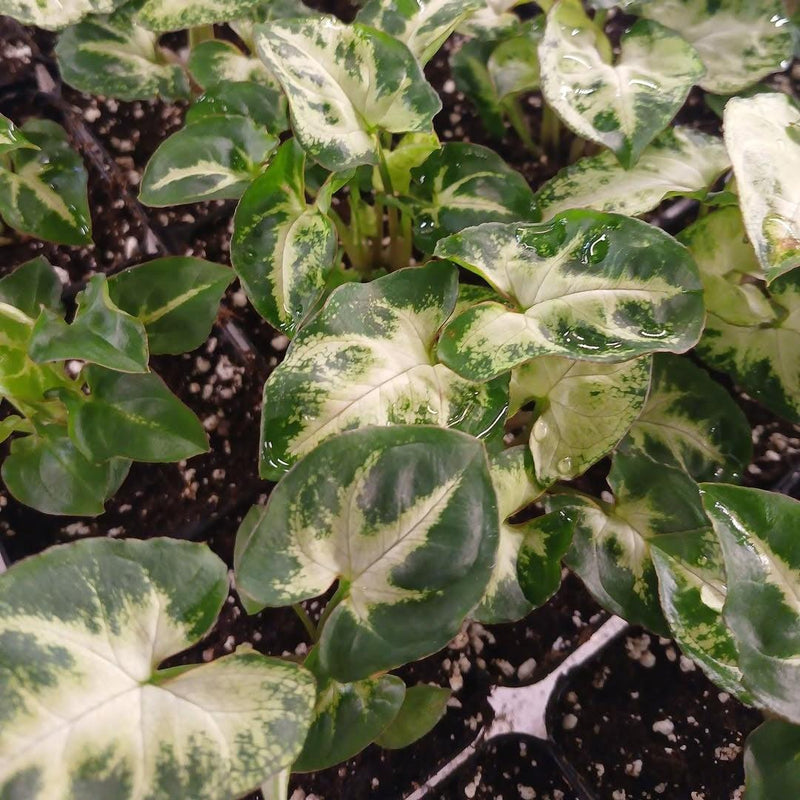 Syngonium podophyllum 'Pixie' ~ Pixie White Arrowhead Vine
