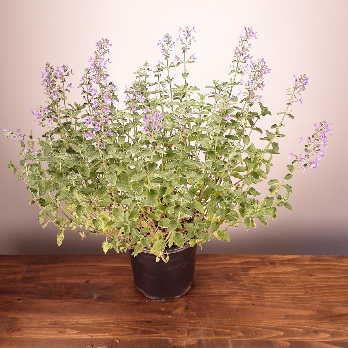 Nepeta racemosa 'Walker's Low' ~ Walker's Low Catmint