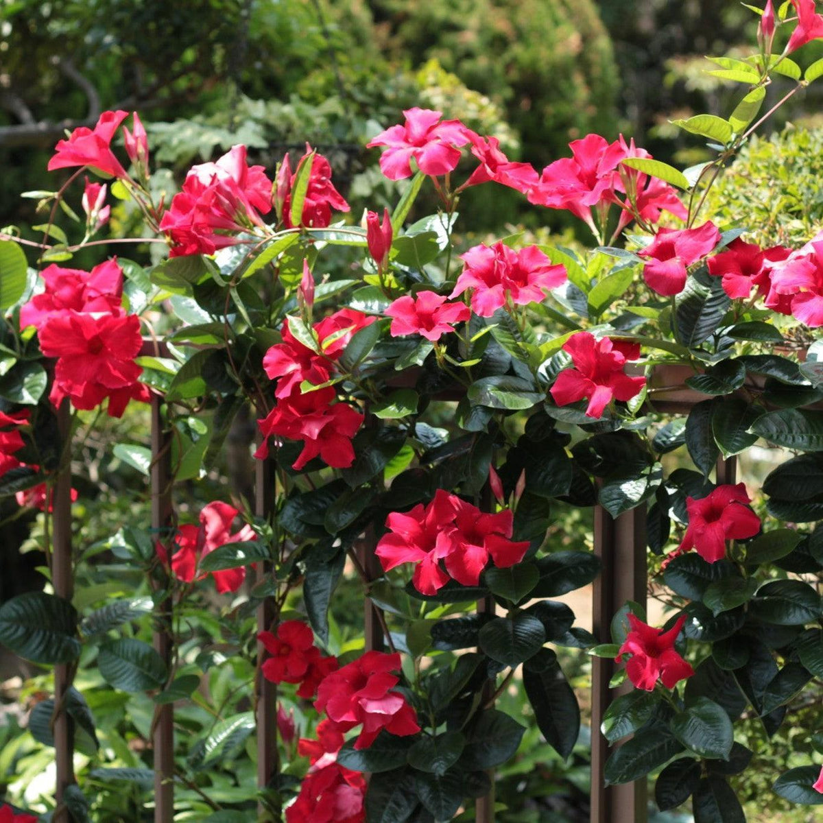 Mandevilla x 'MANZ0019’ ~ Sunvilla® Giant Red Mandevilla