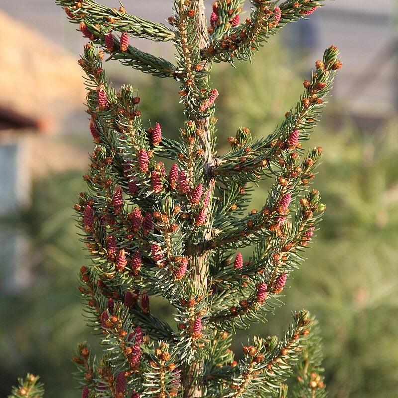 Picea omorika ~ Serbian Spruce