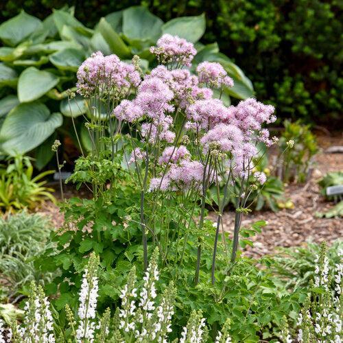 Thalictrum 'Cotton Candy' ~ Cotton Candy Meadow-Rue