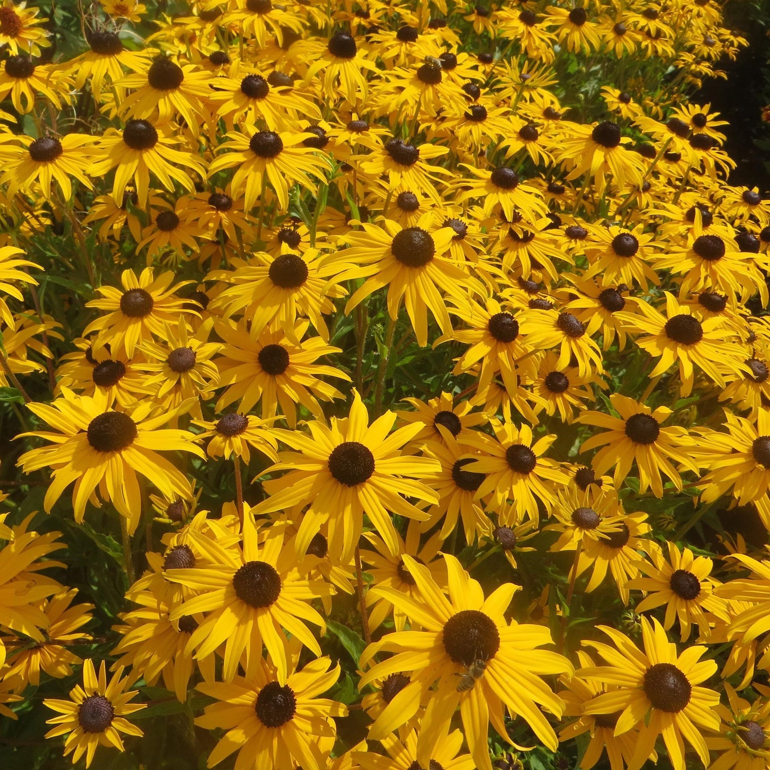Rudbeckia fulgida var. sullivantii 'Gold Blitz' ~ Gold Blitz Black-Eyed Susan