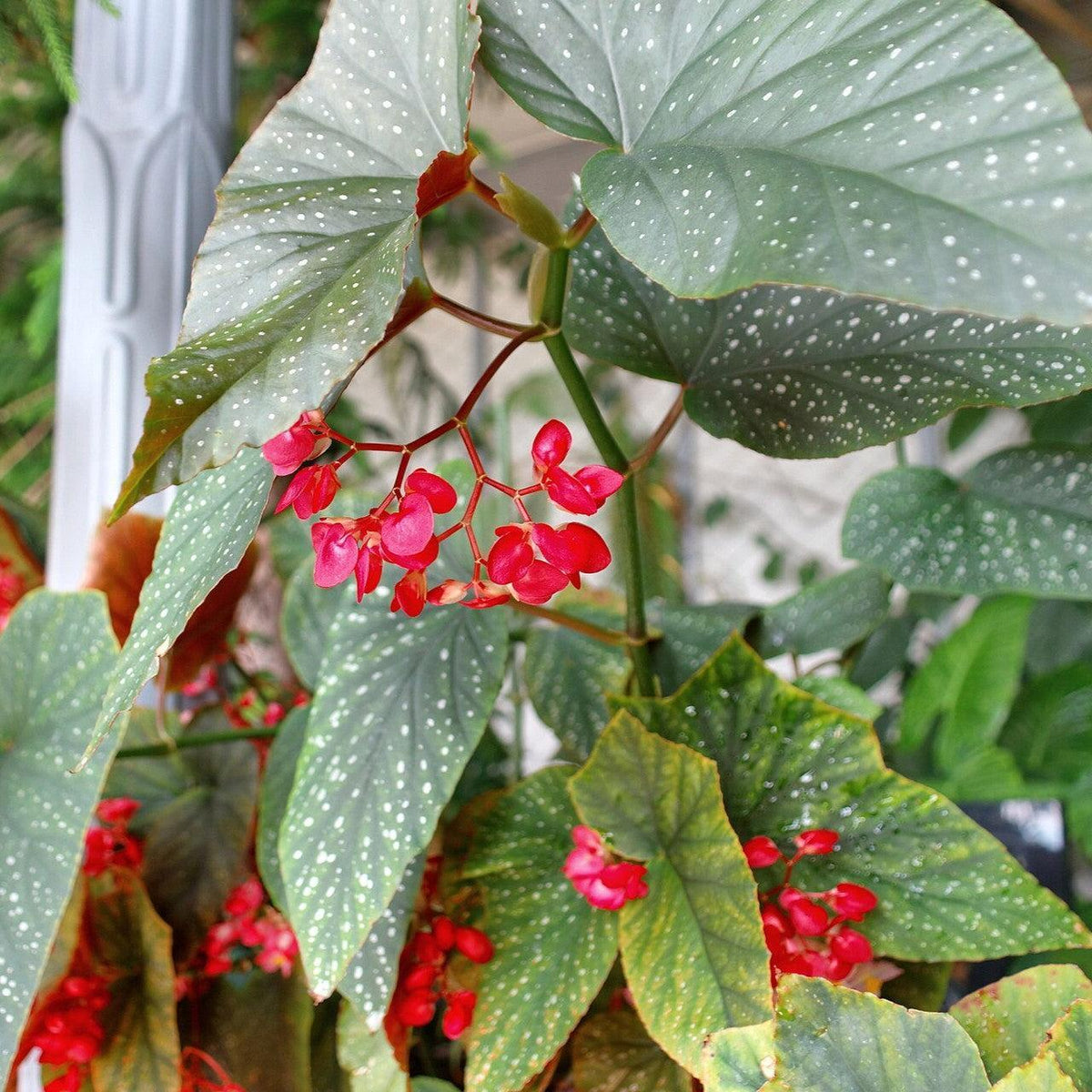Begonia maculata ~ Polka Dot Begonia
