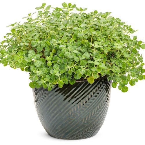 Plectranthus 'Cerveza 'n Lime' ~ PW® Cerveza 'n Lime® Plectranthus