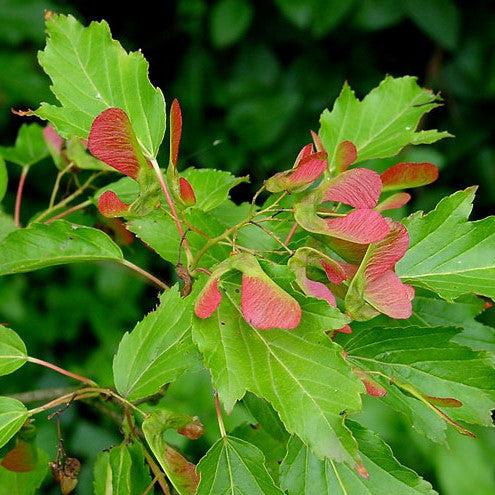 Acer ginnala ~ Amur Maple