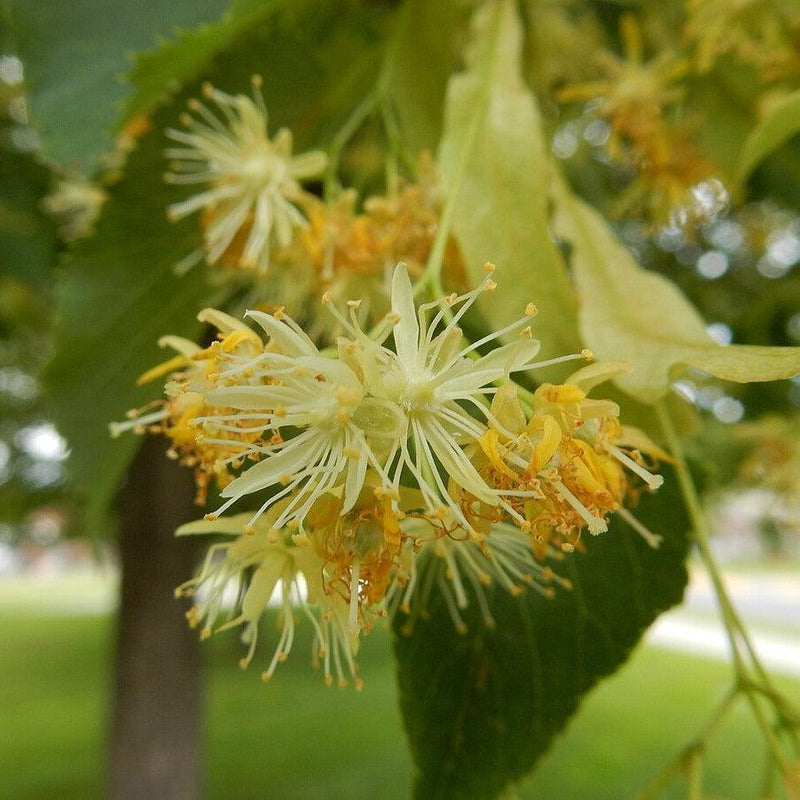 Tilia cordata 'PNI 6025' ~ Greenspire™ Linden