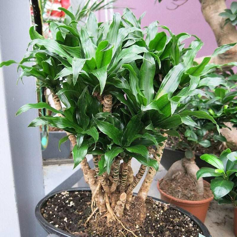 Dracaena fragrans 'Compacta' ~ Compact Dracaena