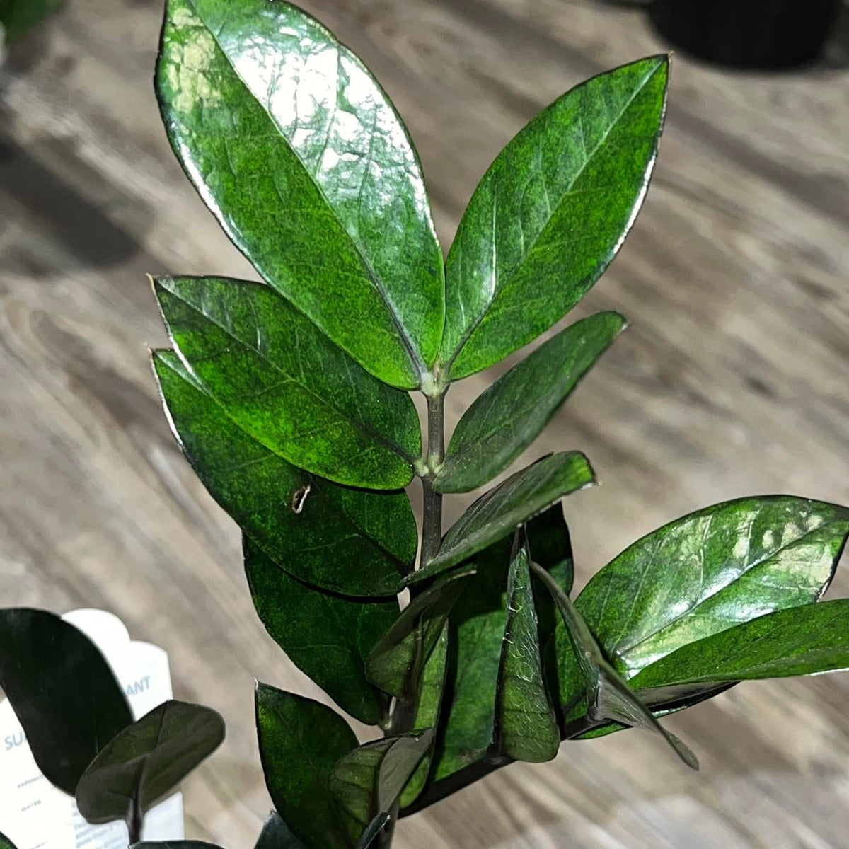 Zamioculcas Zamiifolia 'Super Nova' ~ Super Nova ZZ