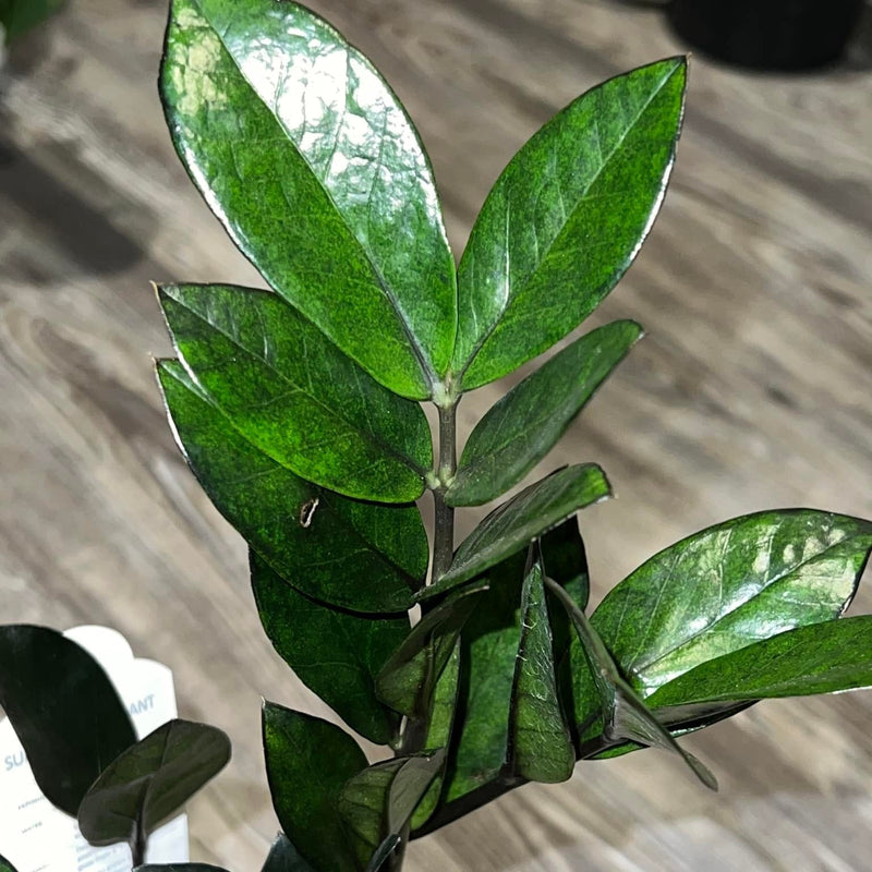 Zamioculcas Zamiifolia 'Super Nova' ~ Super Nova ZZ