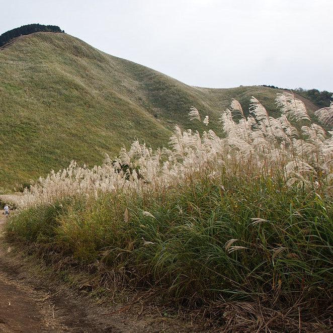 Miscanthus sinensis ~ Maiden Grass