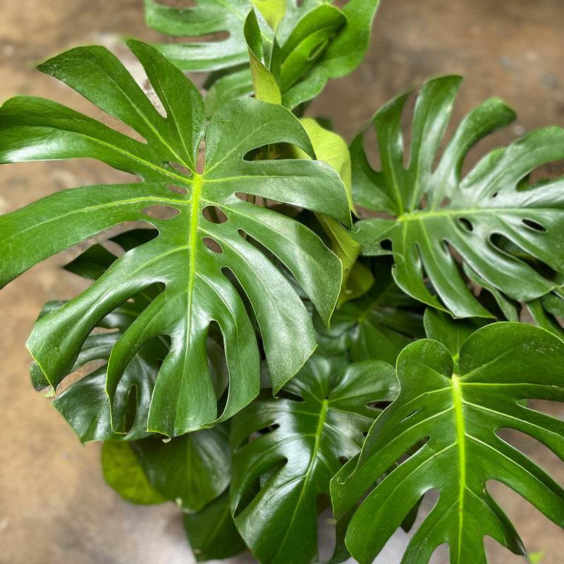 'Monstera deliciosa' ~ Monstera Deliciosa Philodendron