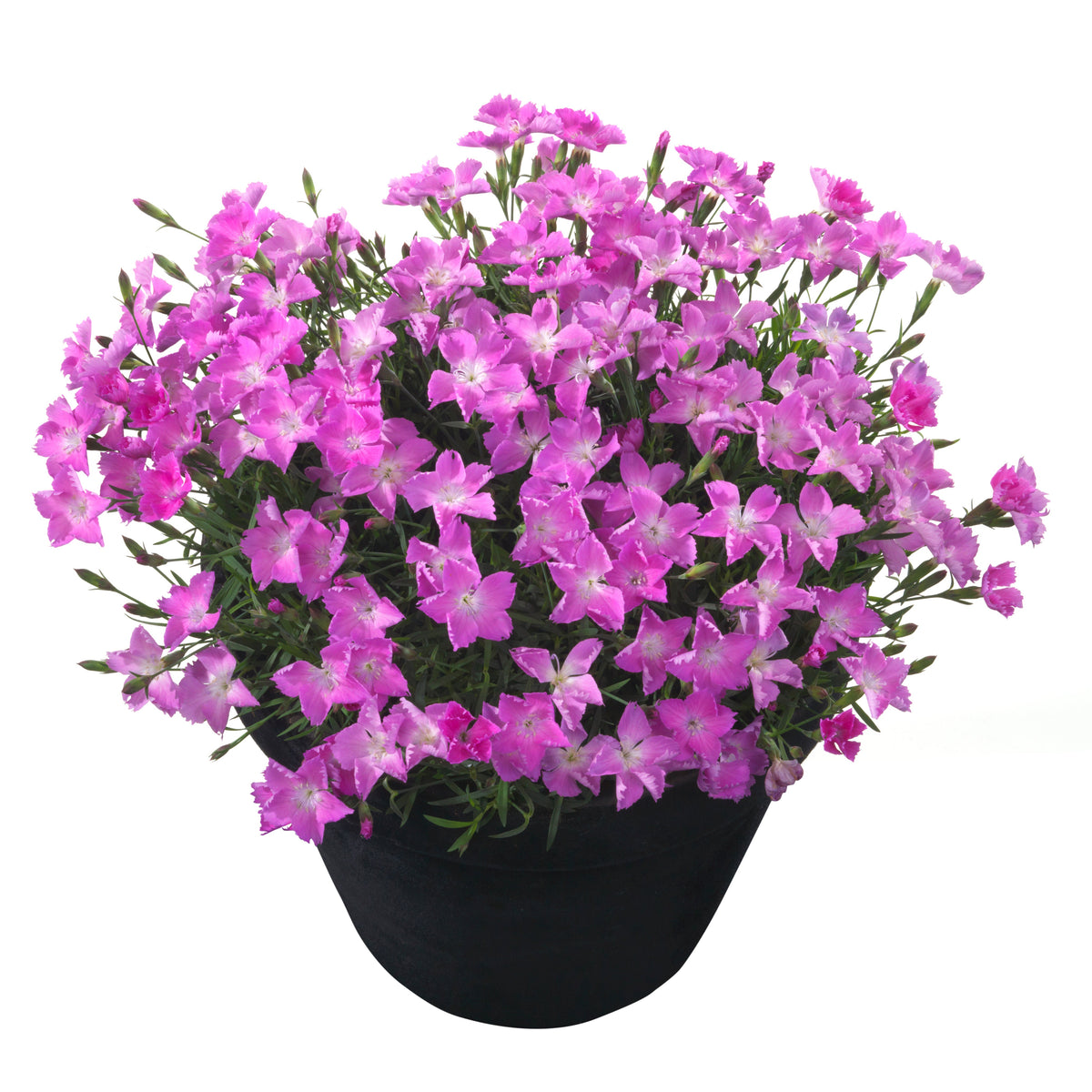 Dianthus x 'Vida' ~ Beauties® Kahori Dianthus