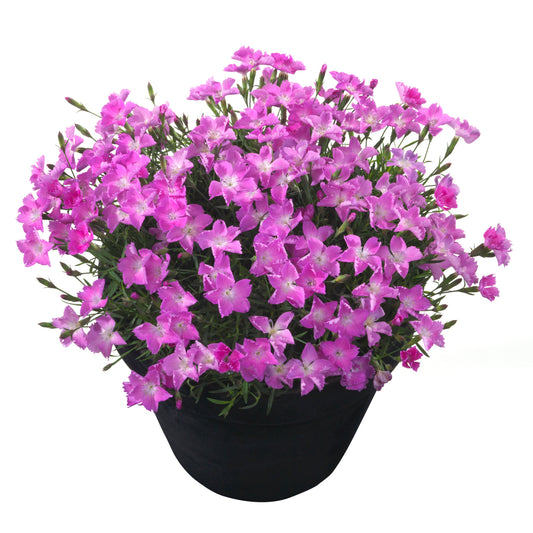 Dianthus x 'Vida' ~ Beauties® Kahori Dianthus