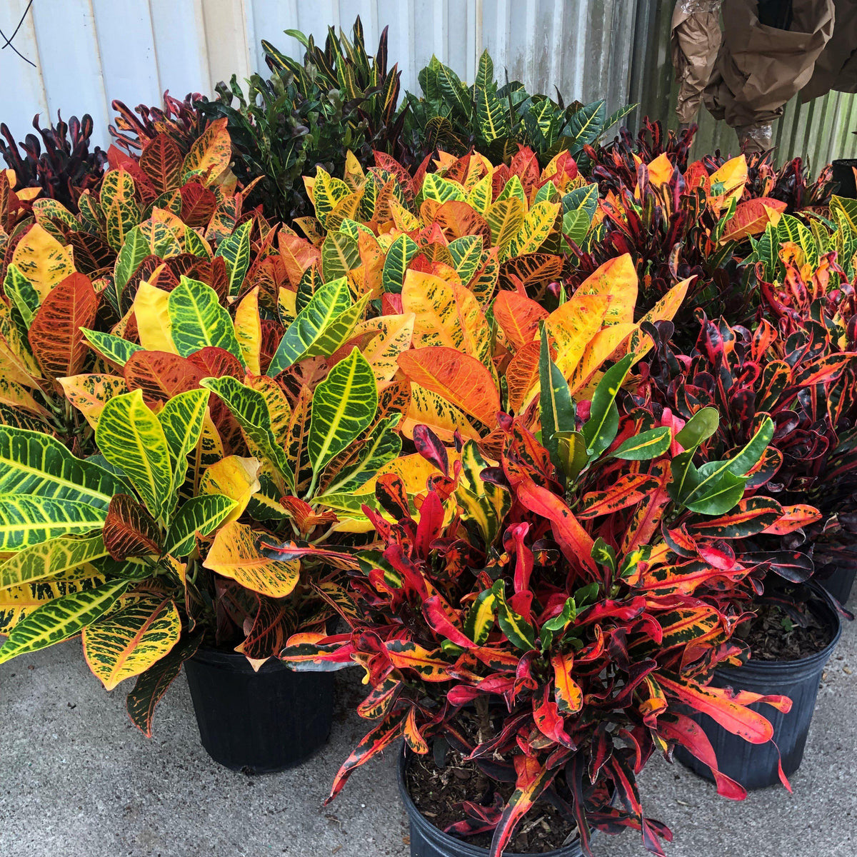 Codiaeum variegatum ~ Croton