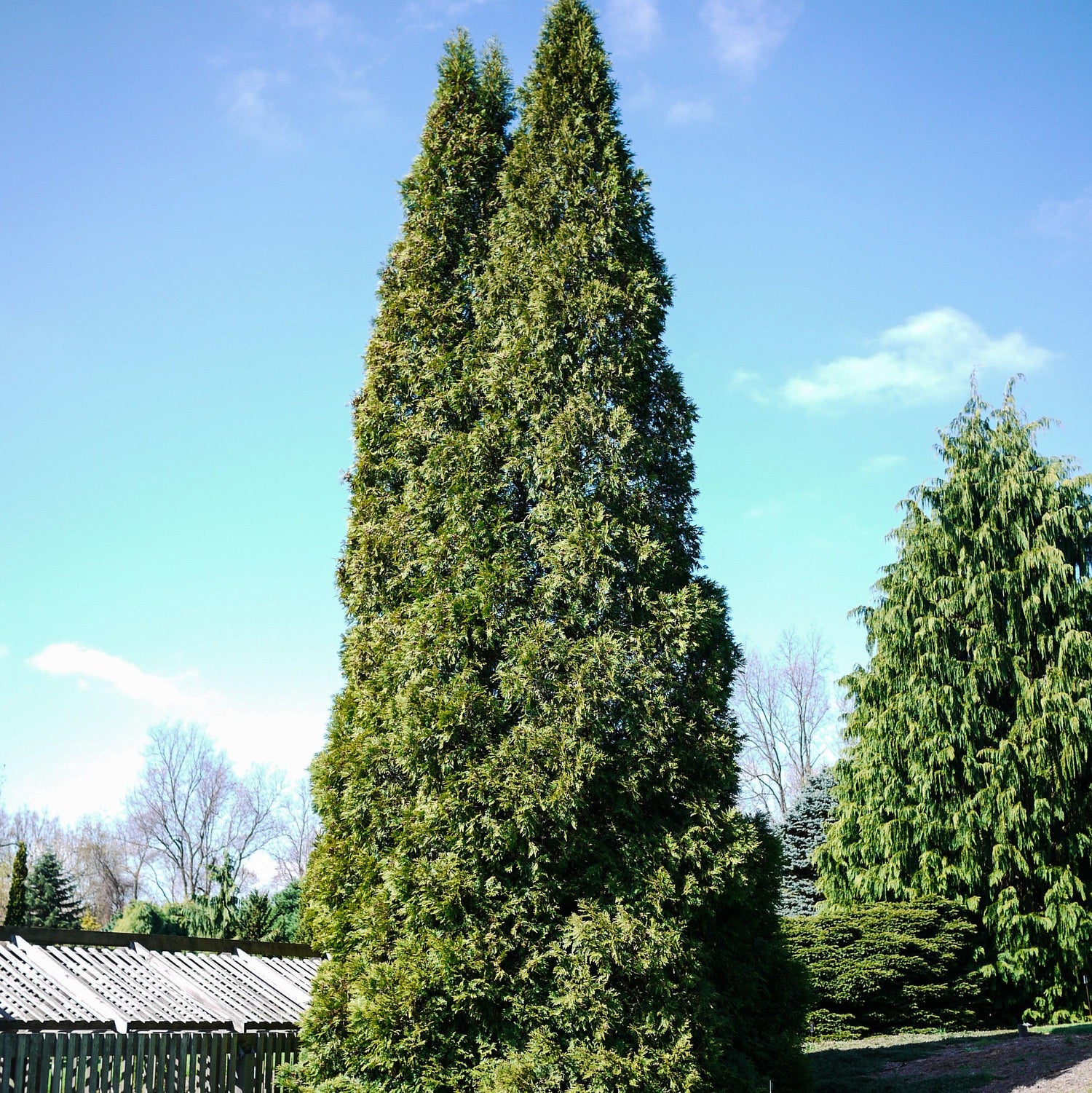 Thuja occidentalis 'Hetz Wintergreen' ~ Hetz Wintergreen Arborvitae