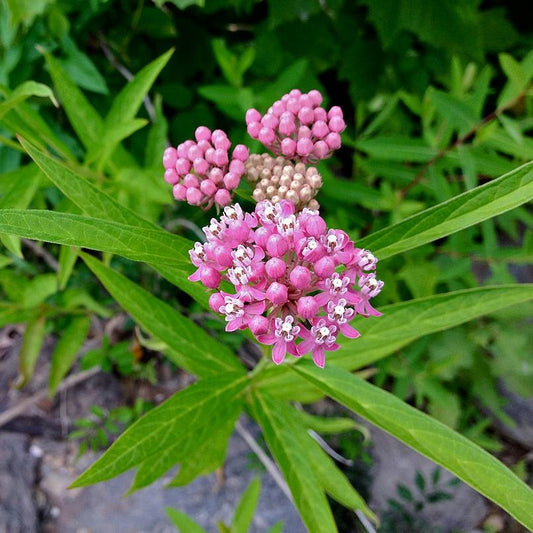 Asclepias incarnata ~ Swamp Milkweed, Rose Milkweed