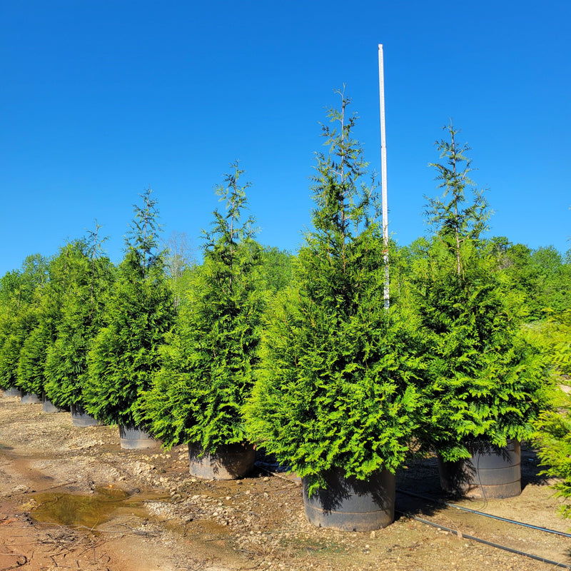 Thuja standishii x plicata 'Green Giant' ~ Green Giant Arborvitae