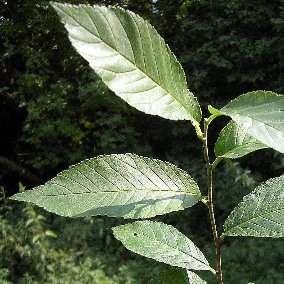 Ulmus japonica x pumila 'New Horizon' ~ New Horizon Elm