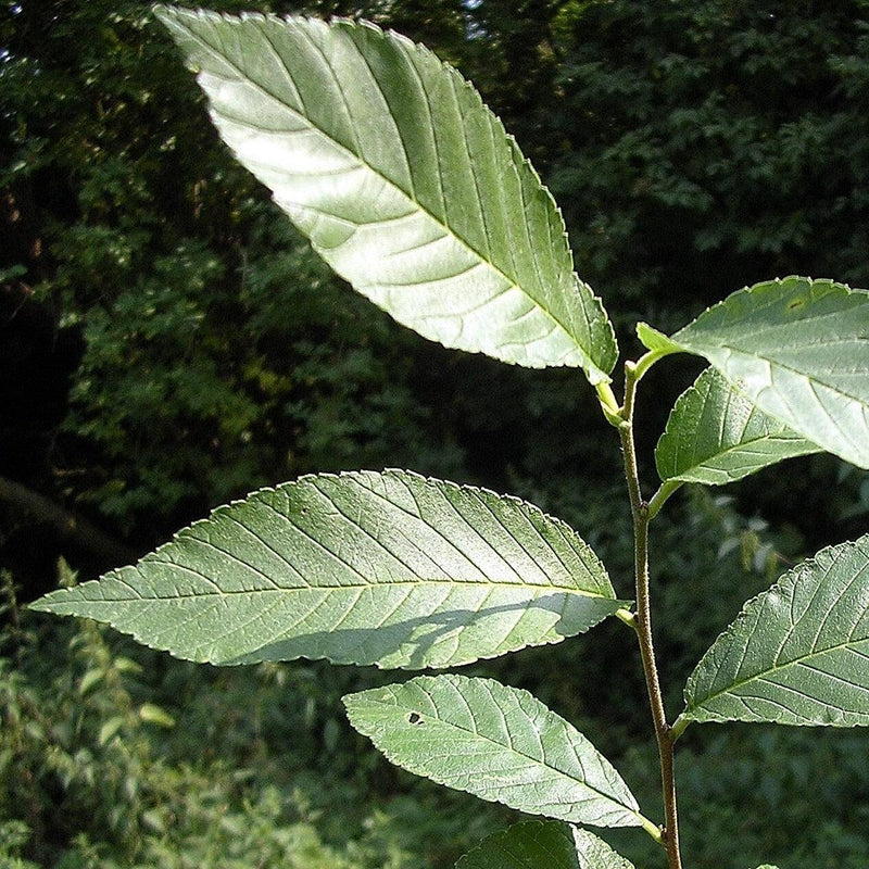 Ulmus japonica x pumila 'New Horizon' ~ New Horizon Elm