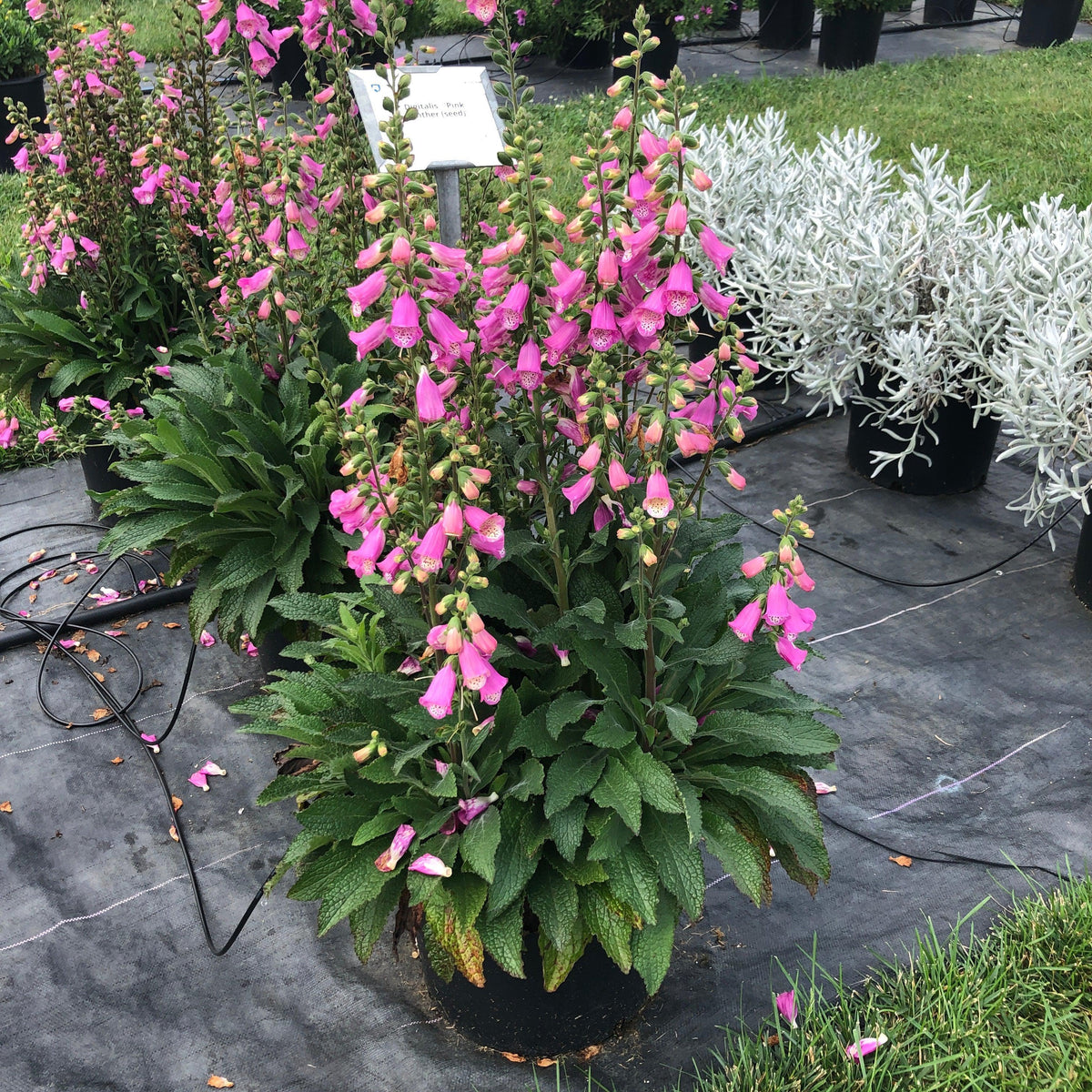 Digitalis x 'Pink Panther' ~ Pink Panther Foxglove