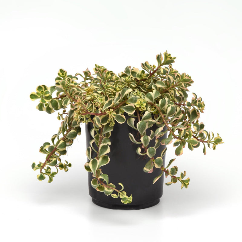 Sedum spurium 'Spiraling Doozie' ~ Spiraling Doozie Stonecrop