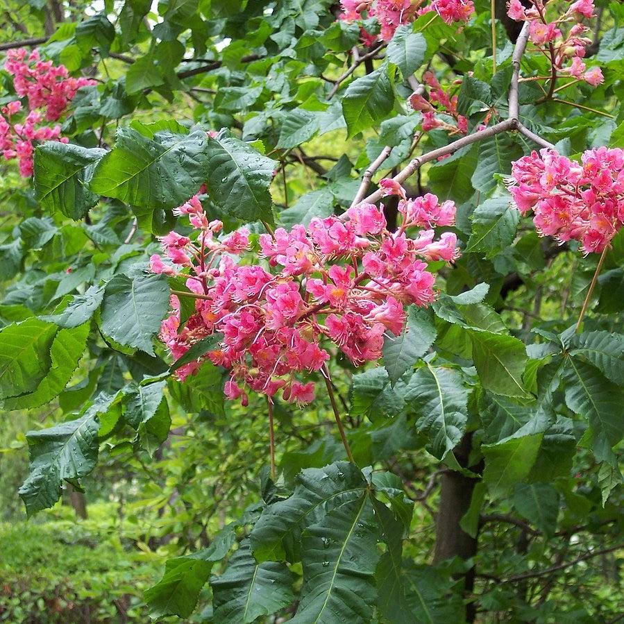 Aesculus x carnea 'Briotii' ~ Ruby Red Horsechestnut