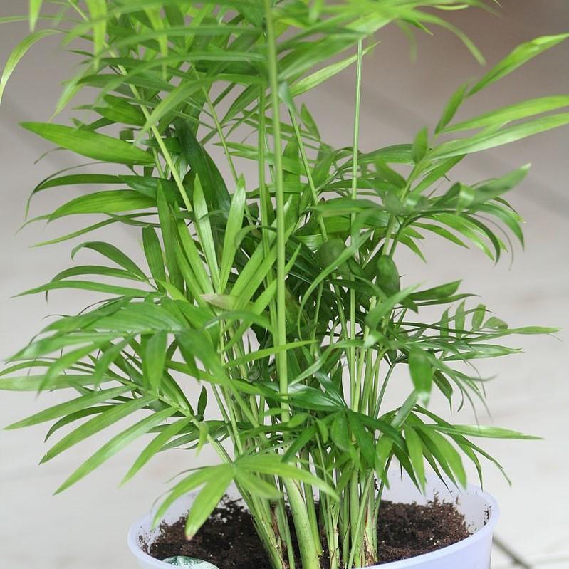 Chamaedorea elegans ~ Parlor Palm, Miniature Palm
