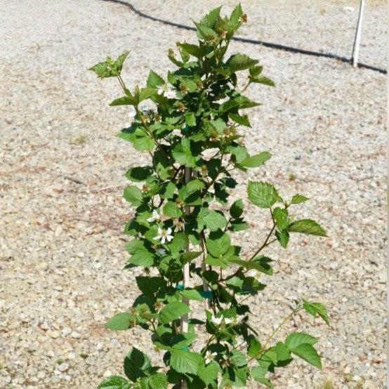 Rubus fruticosus 'Natchez' ~ Natchez Thornless Blackberry