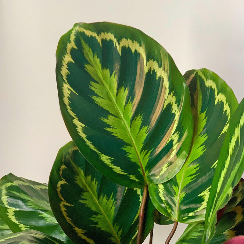Calathea roseopicta 'Medallion' ~ Medallion Painted Prayer Plant