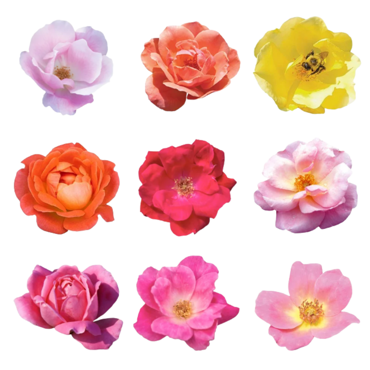 Image with text section