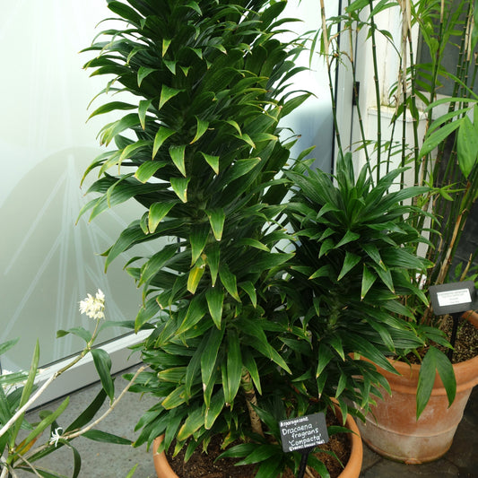 Dracaena fragrans 'Compacta' ~ Compact Dracaena