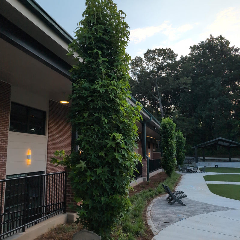Liquidambar styraciflua 'Slender Silhouette' ~ Slender Silhouette Sweetgum