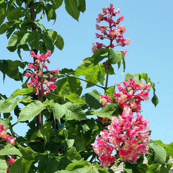 Aesculus x carnea 'Briotii' ~ Ruby Red Horsechestnut