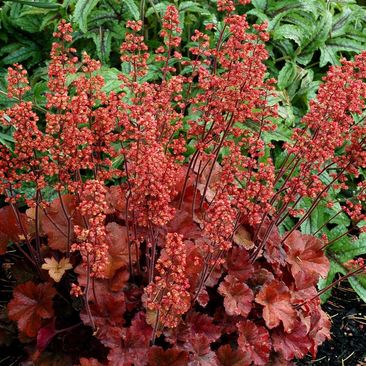 Heuchera 'Cherry Cola' ~ Cherry Cola Coral Bells