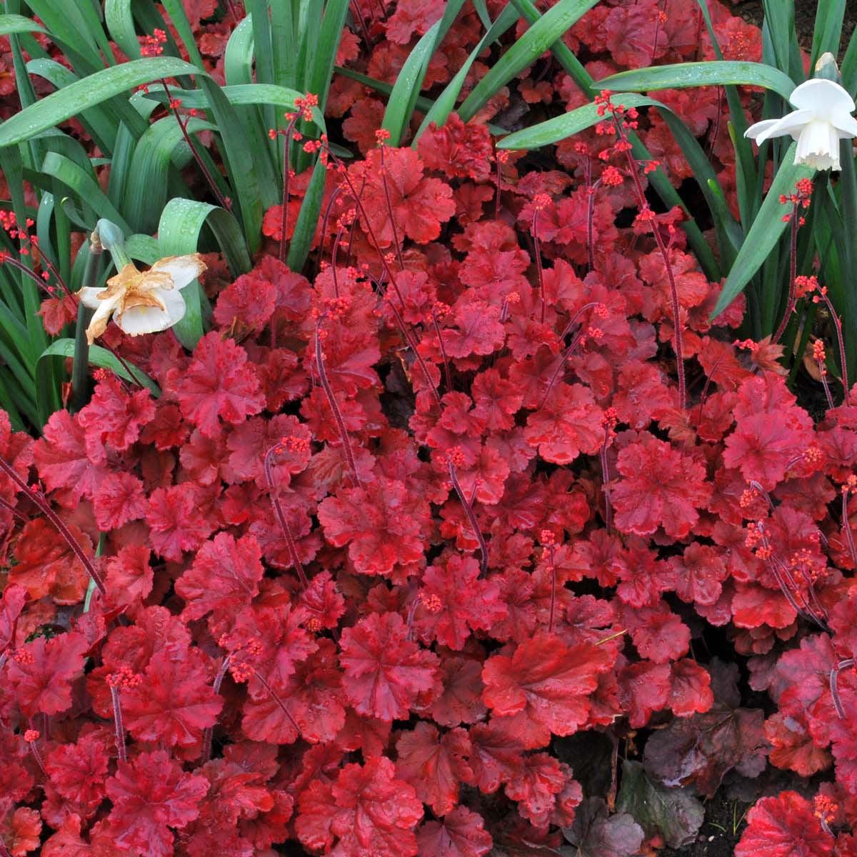 Heuchera 'Cherry Cola' ~ Cherry Cola Coral Bells