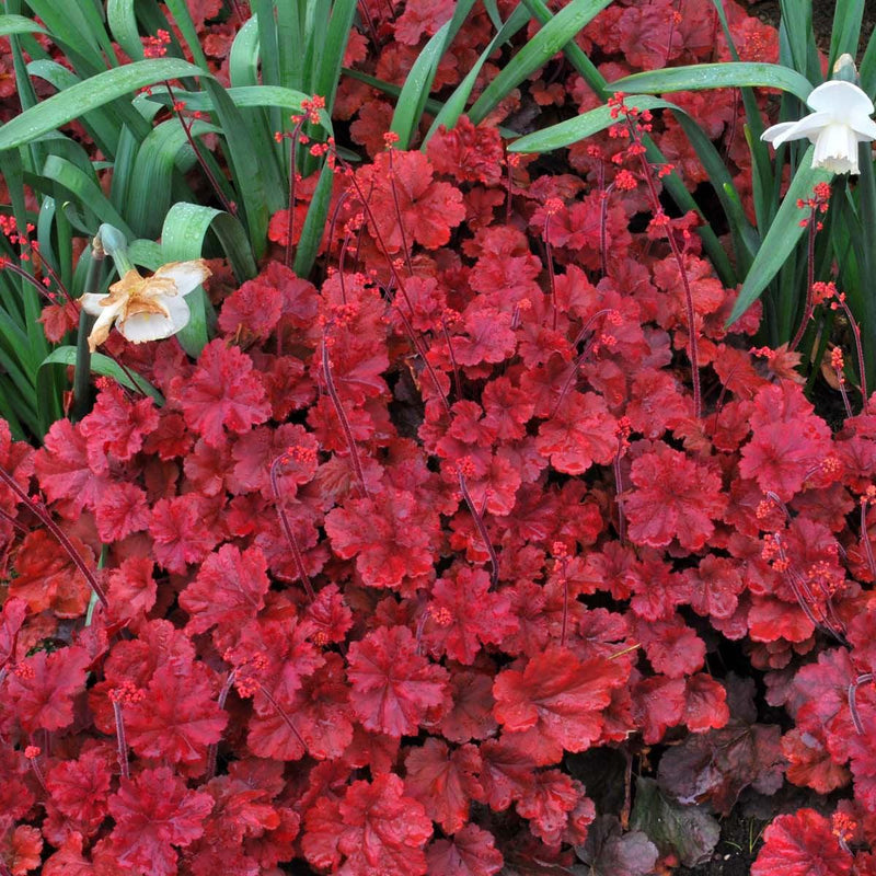 Heuchera 'Cherry Cola' ~ Cherry Cola Coral Bells
