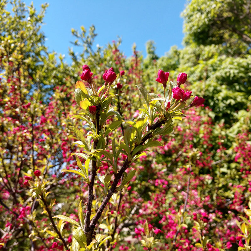 Malus 'Coralcole' ~ Coralburst® Crabapple