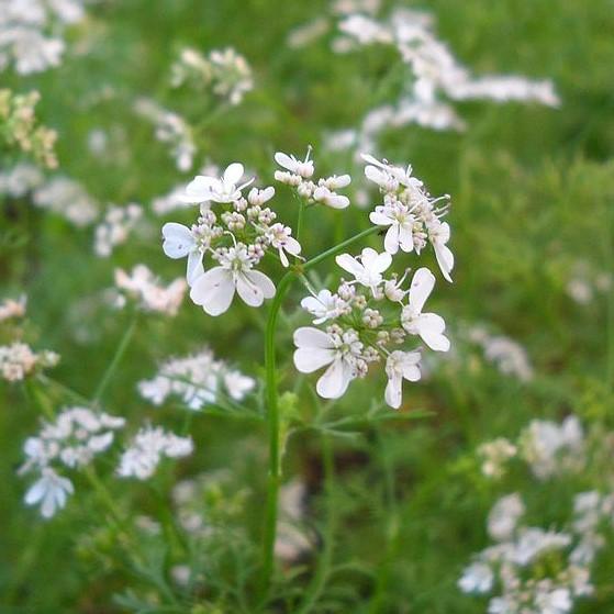 Coriandrum sativum ~ Cilantro, Coriander