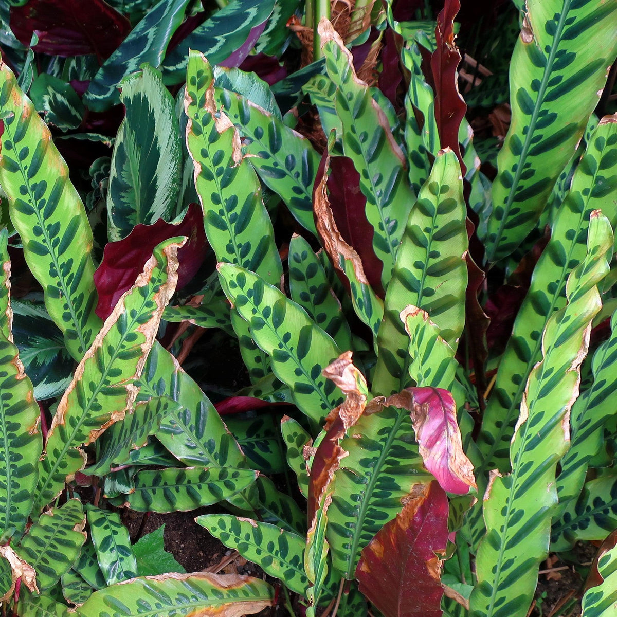 Calathea lancifolia ~ Rattlesnake Plant